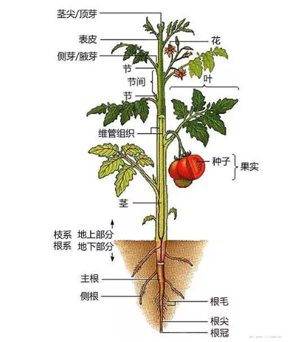 公務(wù)員考試常識積累：植物的秘密